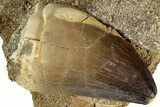 Fossil Mosasaur (Prognathodon) Tooth in Rock - Morocco #311858-1